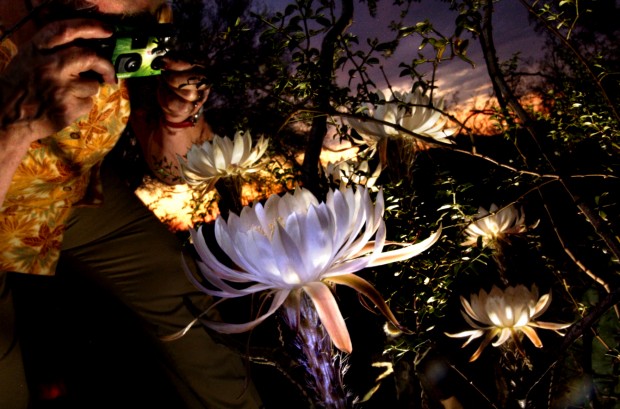 The Queen of the Night at Tohono Chul Park